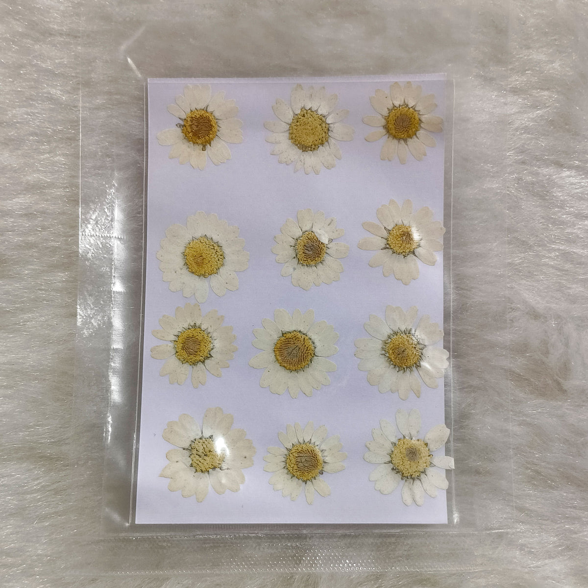 WHITE DAISY FLOWER SHEET