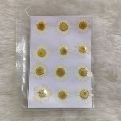 WHITE DAISY FLOWER SHEET